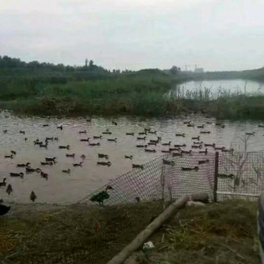 一撮毛江边鸭场