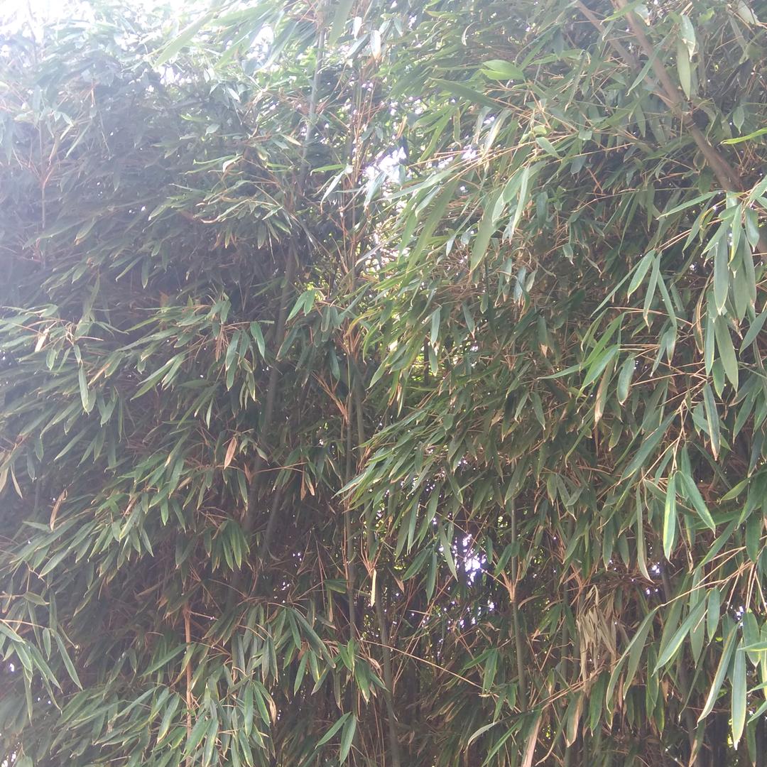 梦鸿思海