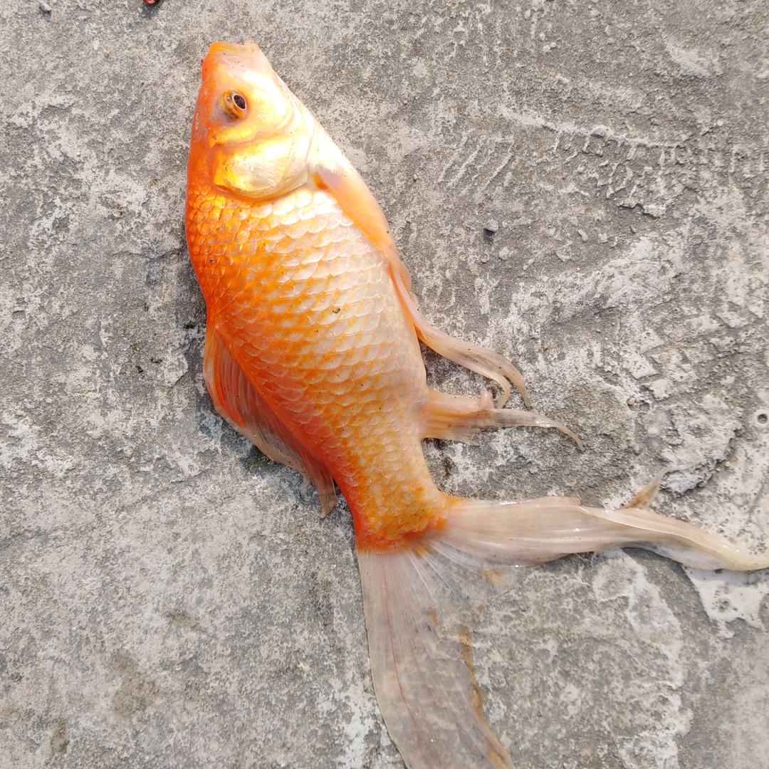 王哥（桥筏）