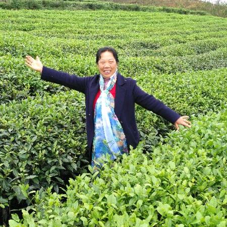 吉祥草