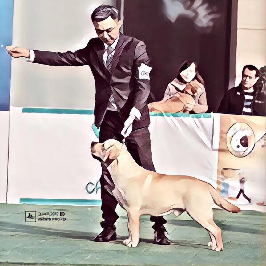 地中海犬舍