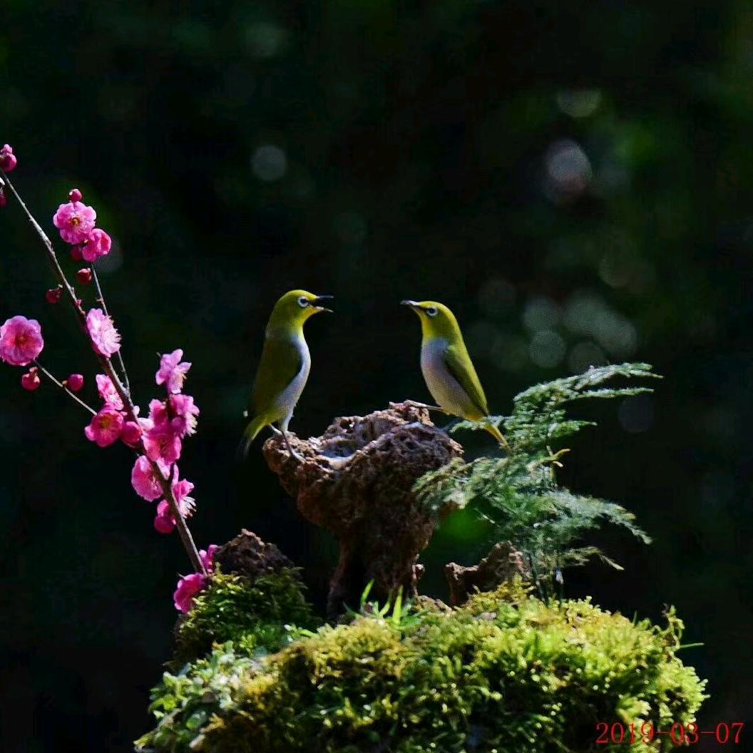 心韵一一鸿燊视频