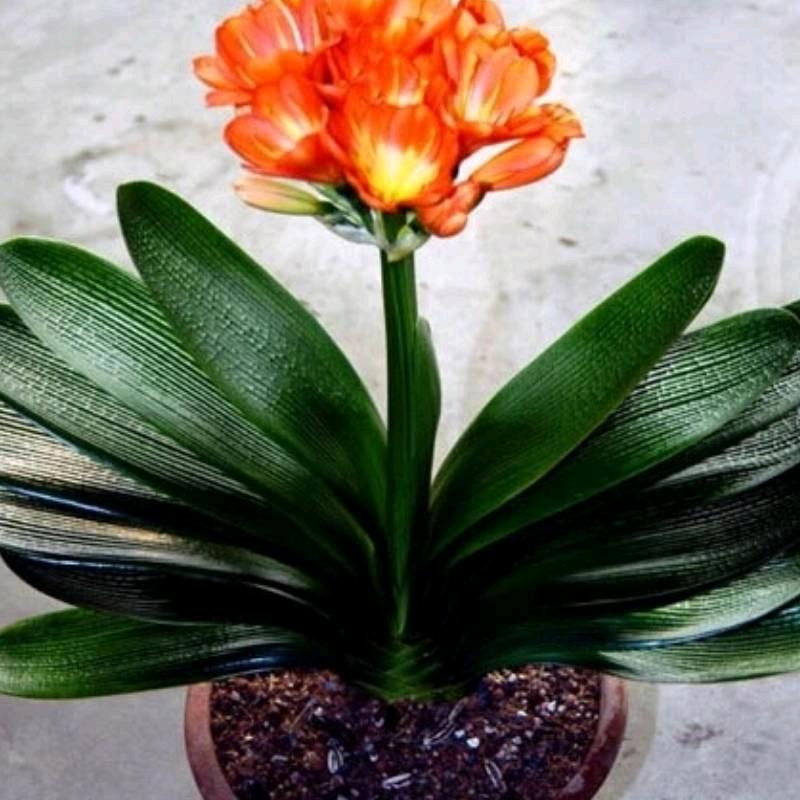 花开花落