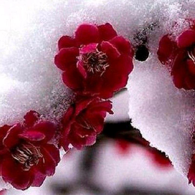 傲雪寒梅281637606
