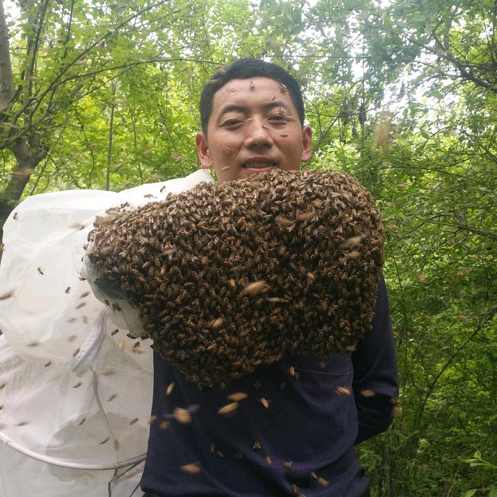 🐝蜂行天下🐝
