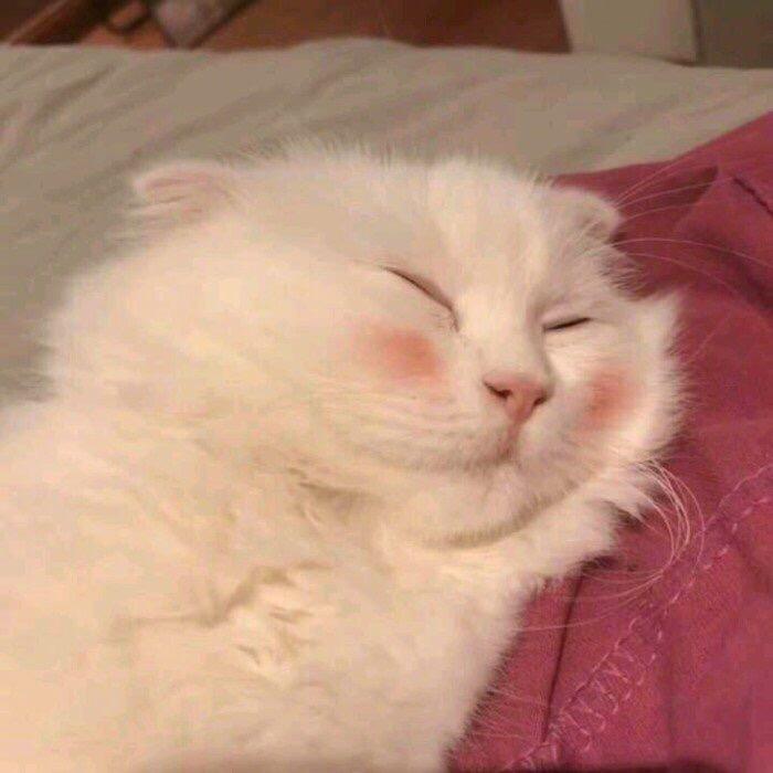 逃往小猫次元🪐