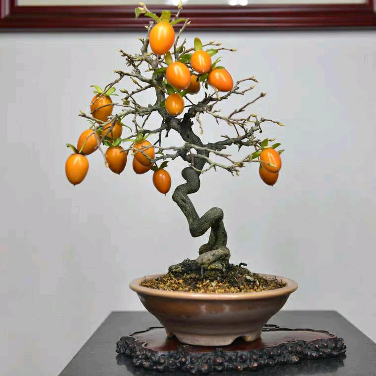 花小白在线