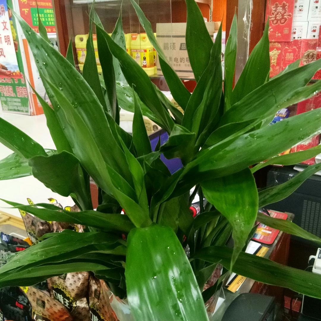 伟娜