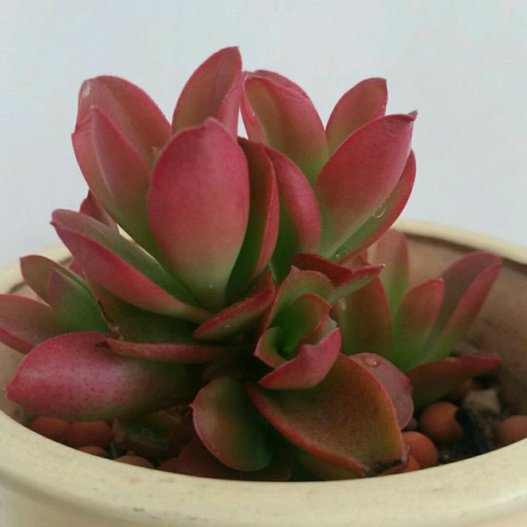 笑颜如花