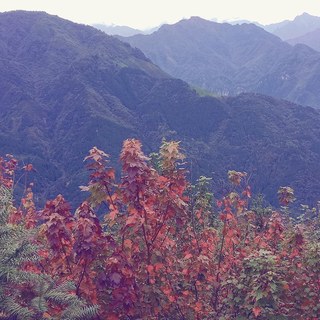 顺李呈张