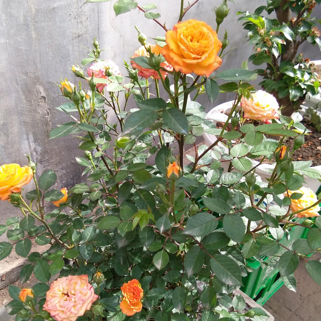 复兴梦