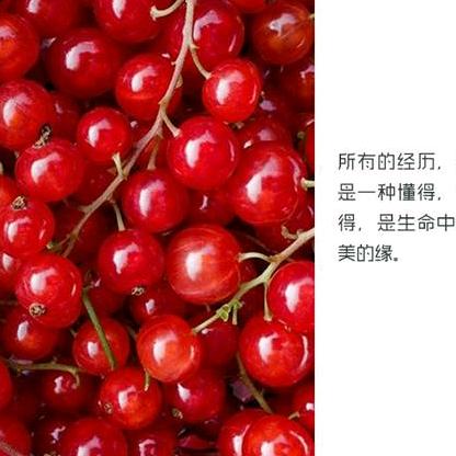 兰花花