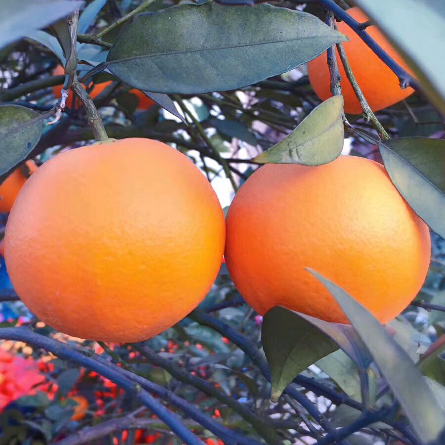 用户9277628039808曹娥娥