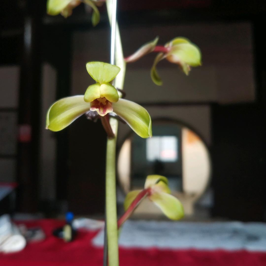 新梅~朱新富