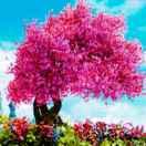 春天自产自销槐花蜜