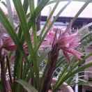 大山松针腐叶土优品