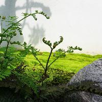 沙纳花园设计