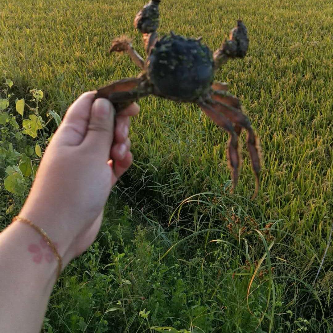 葫芦岛园家河蟹