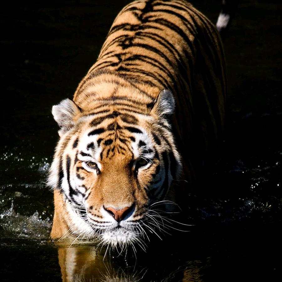 爱喝酸奶的宝宝