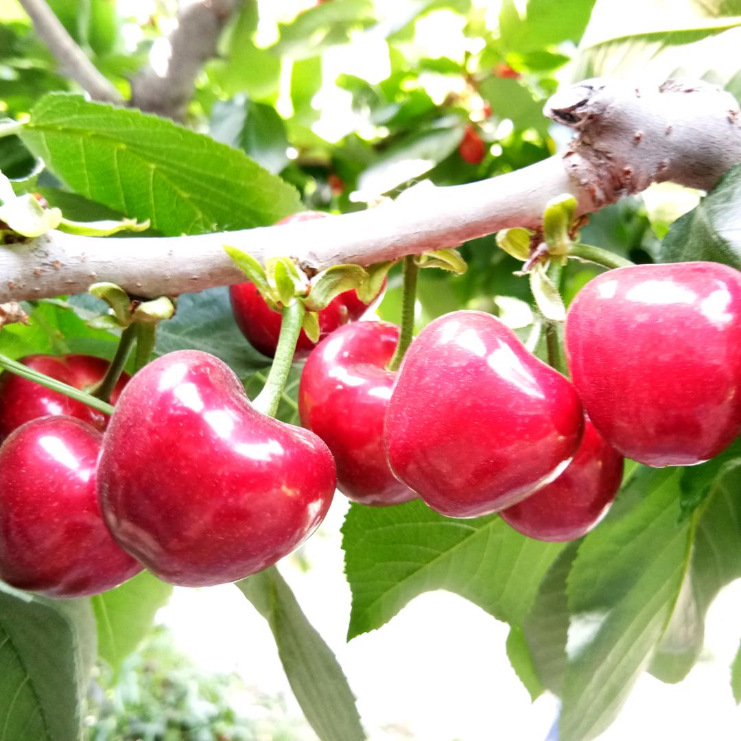 安丘王小七大樱桃🍒