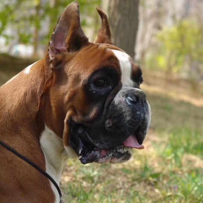 拳师犬三金犬业