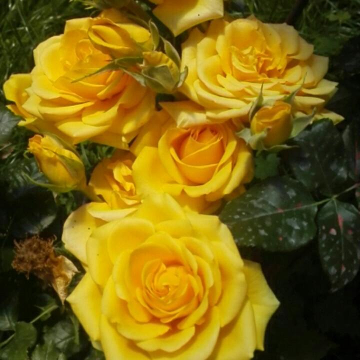 相信是命运的主人