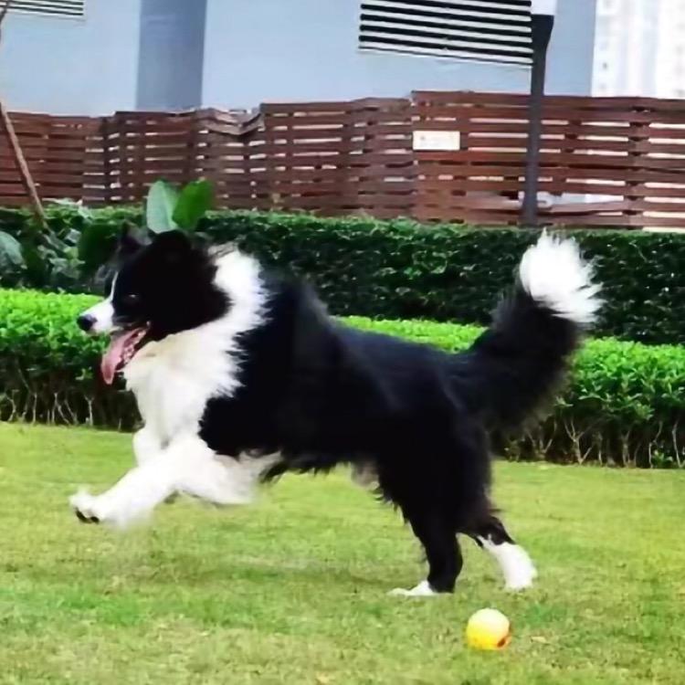 边牧王小乖