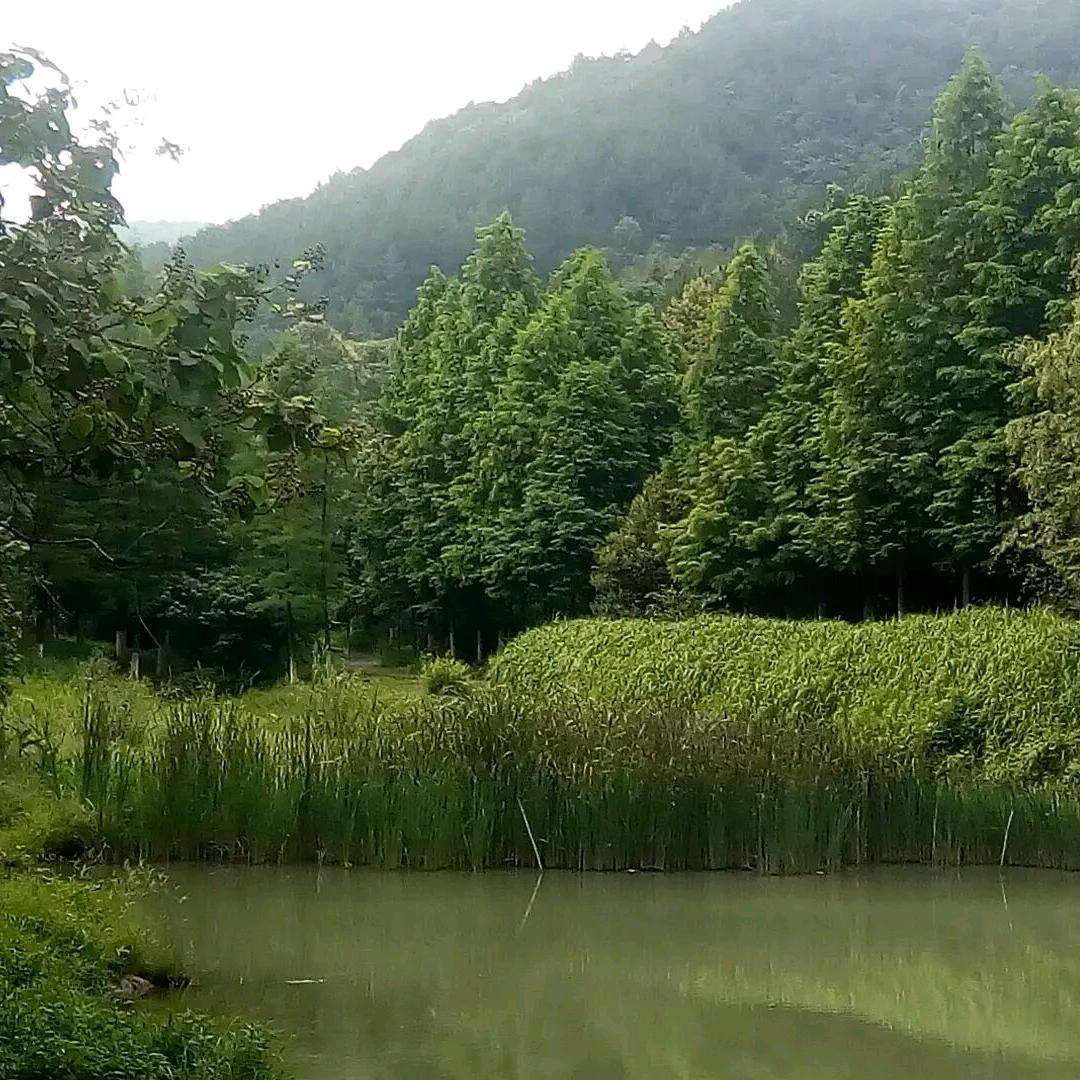 静观其变