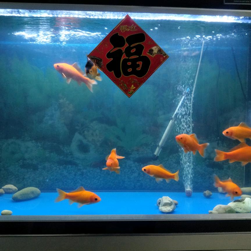 狼