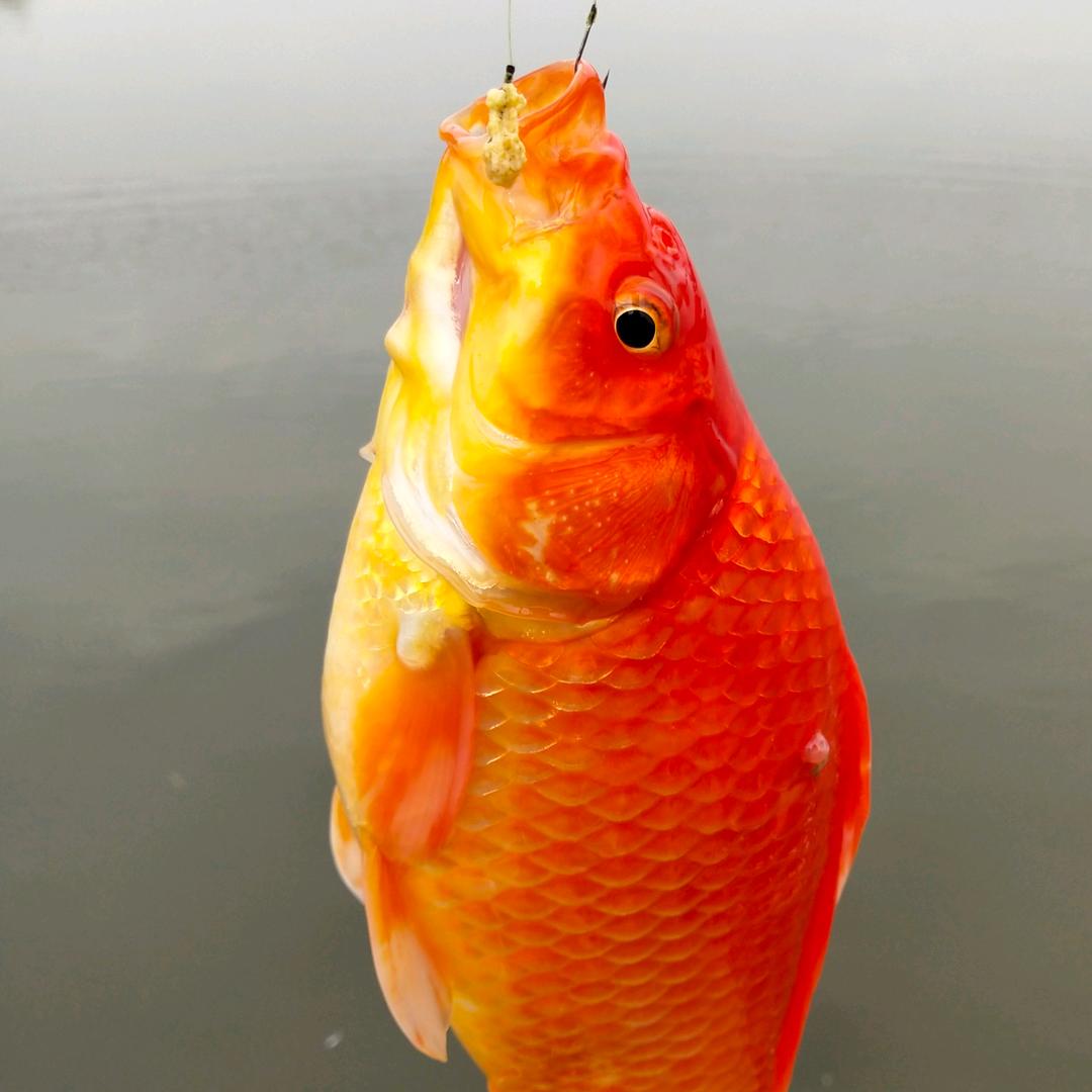 沈定哥