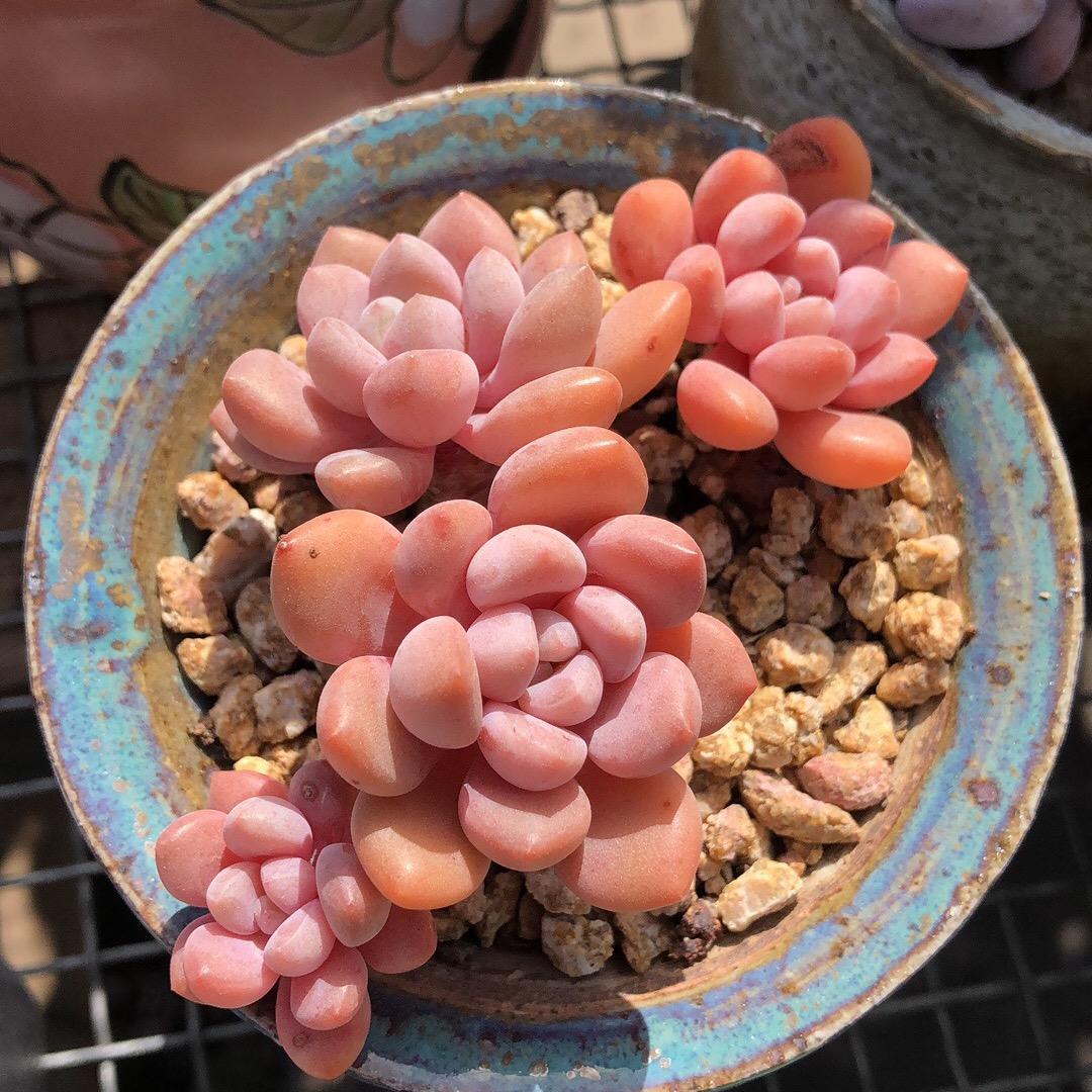 果果云南特产945