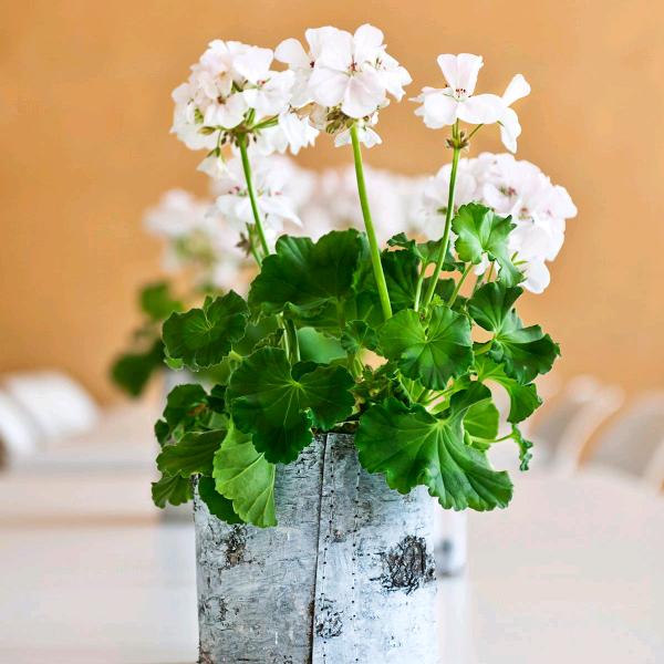 🍀小米粒🍀