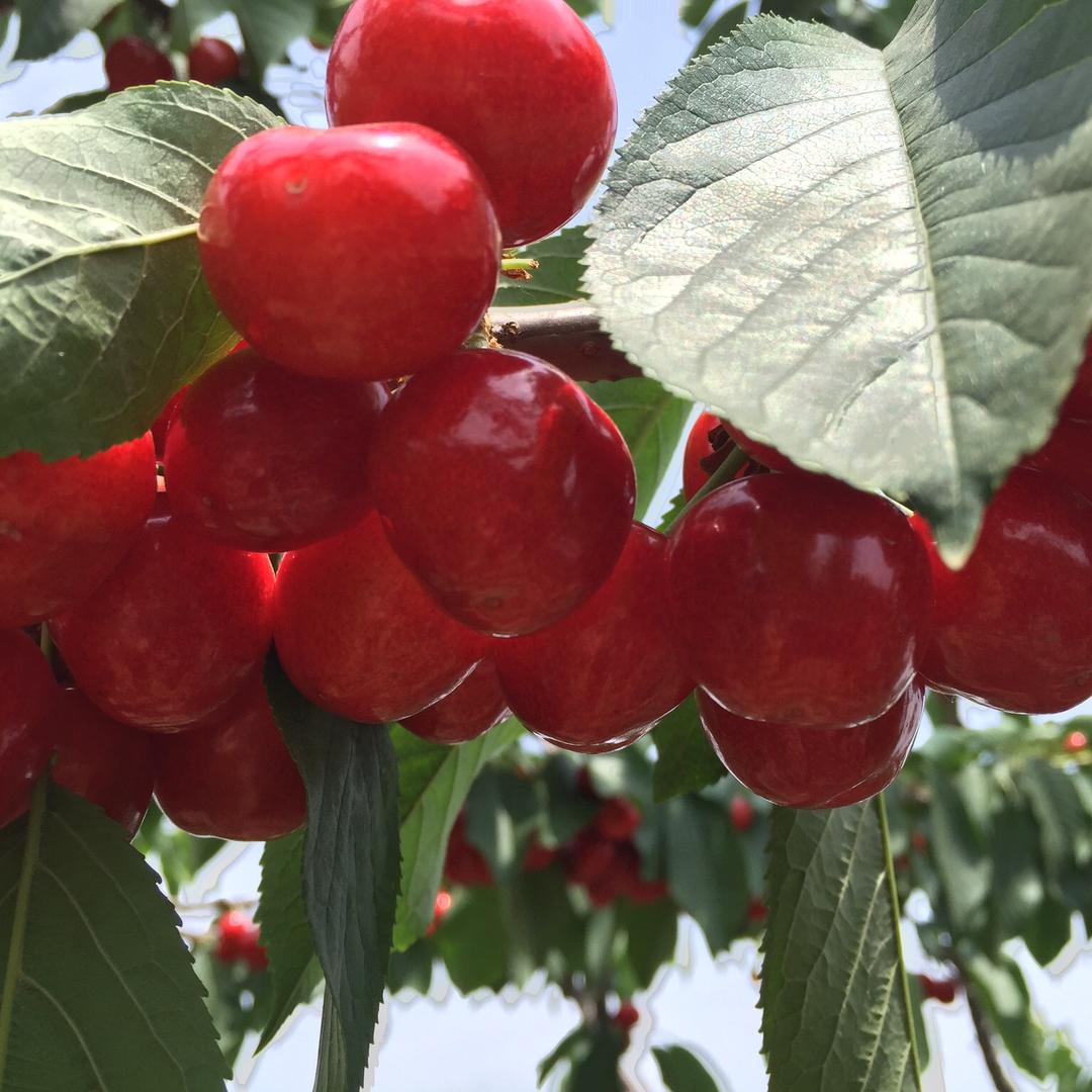 烟台市福山区水果帮苗木种植专业合作社
