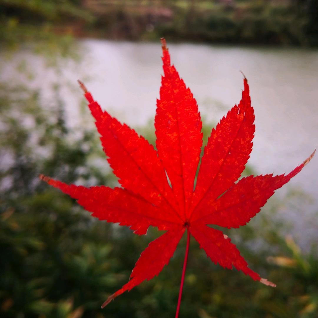 格桑花