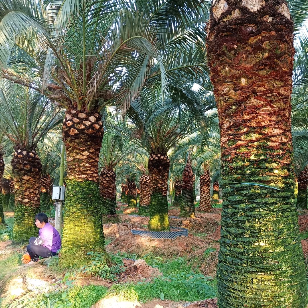 漳州文轩园林绿化