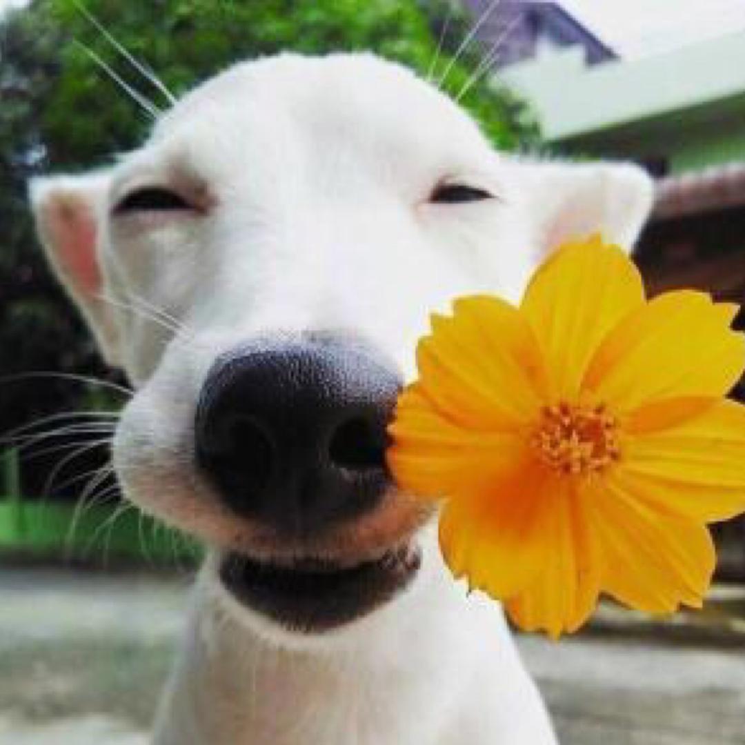 八岁胸口碎大石