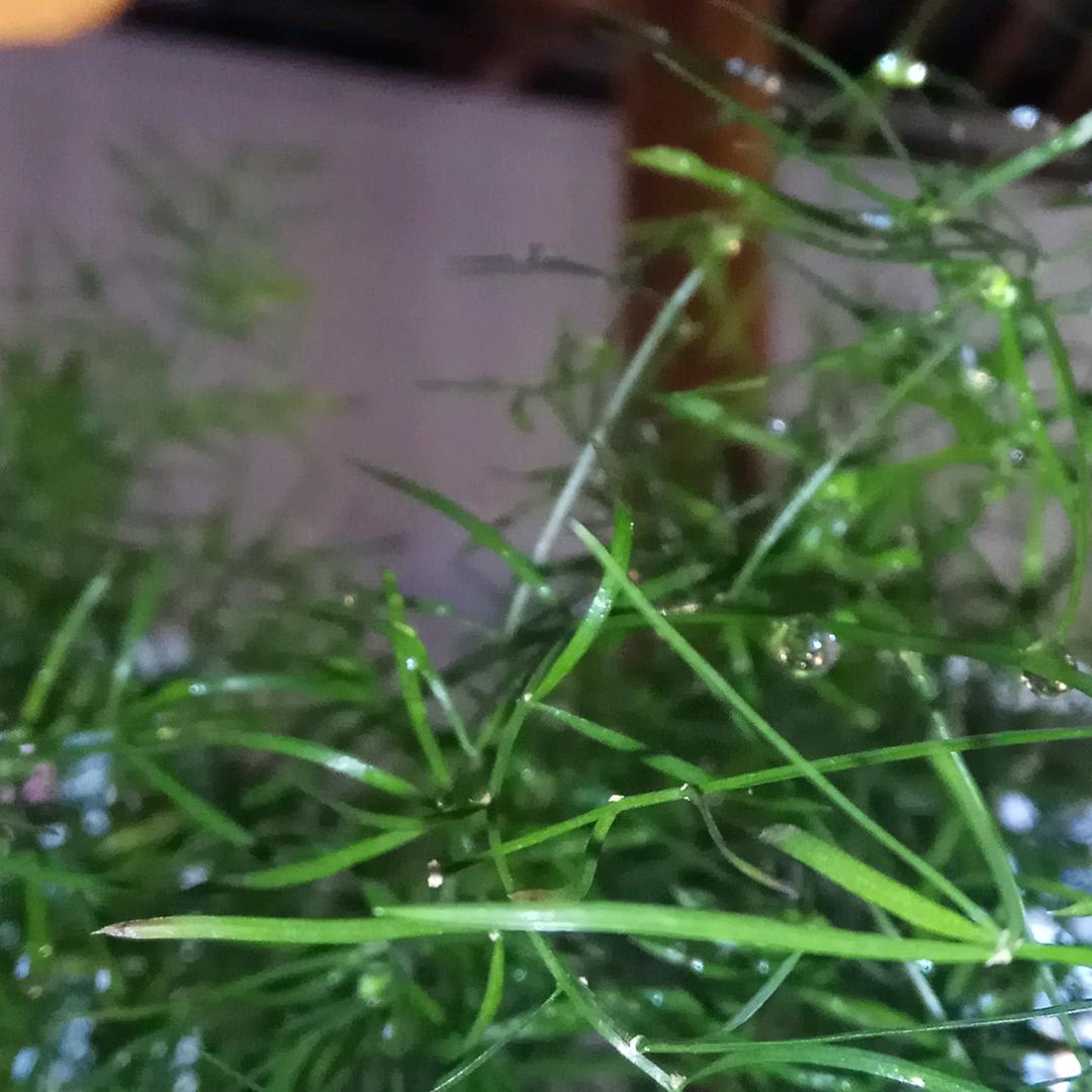 恋念的心