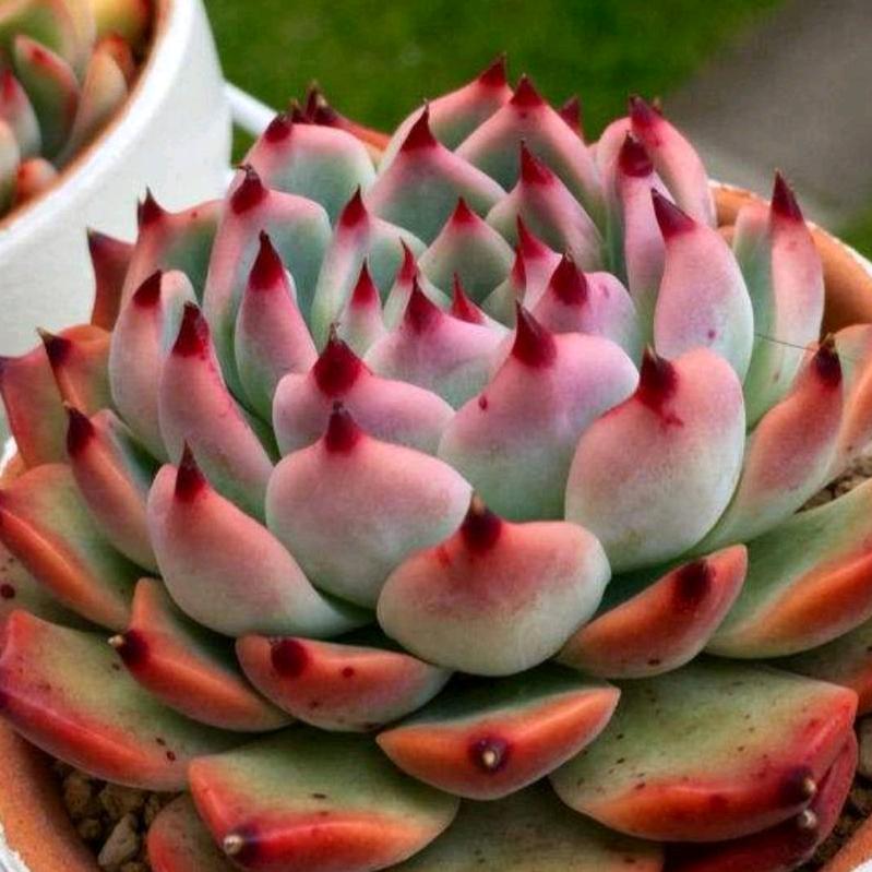 花花世界多肉园艺馆
