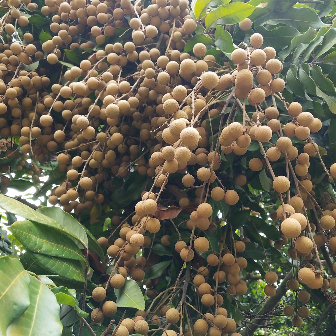 陈才洪