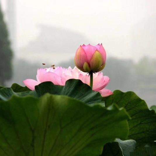 一帘幽梦