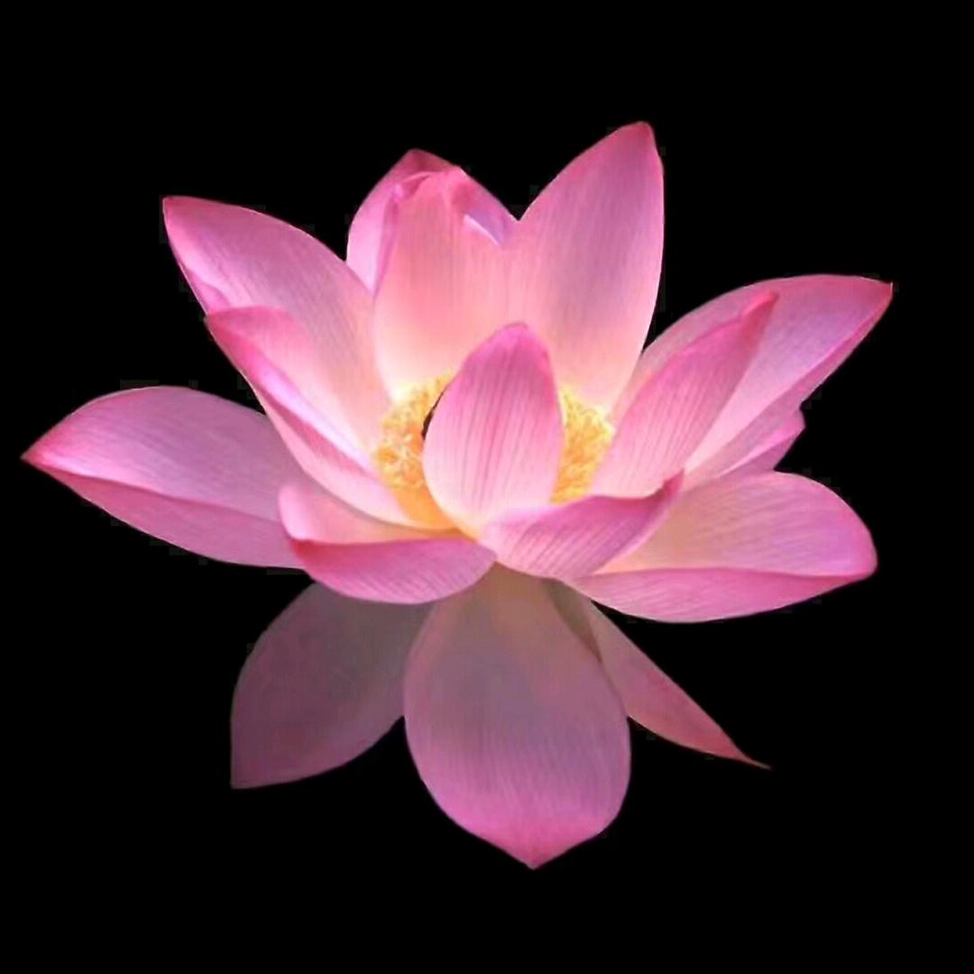 诱哥临保健保暖护具