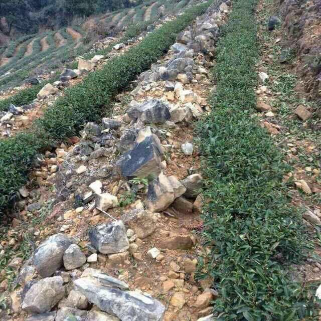 武夷山市御园追梦岩茶厂