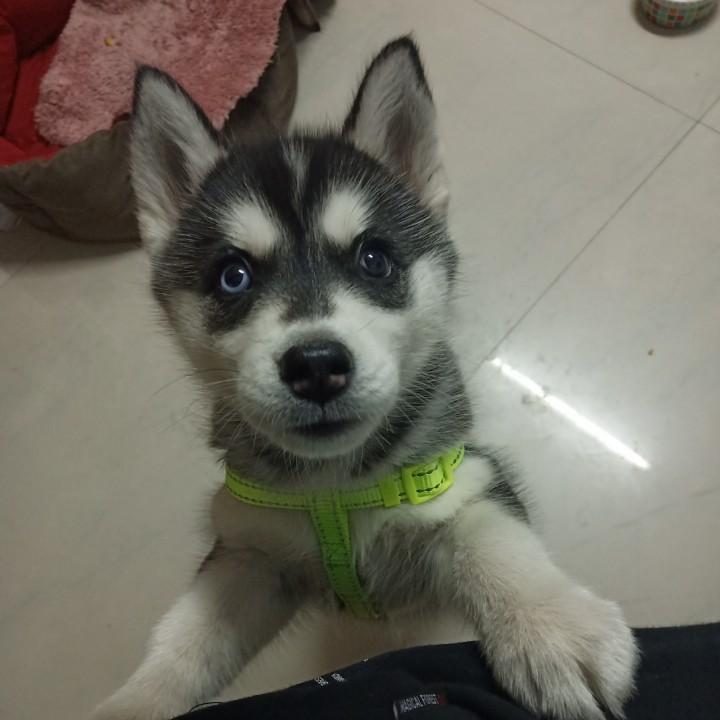 小飞侠