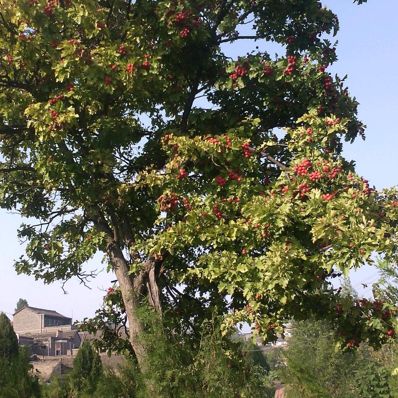 丢了幸福的猪🐷