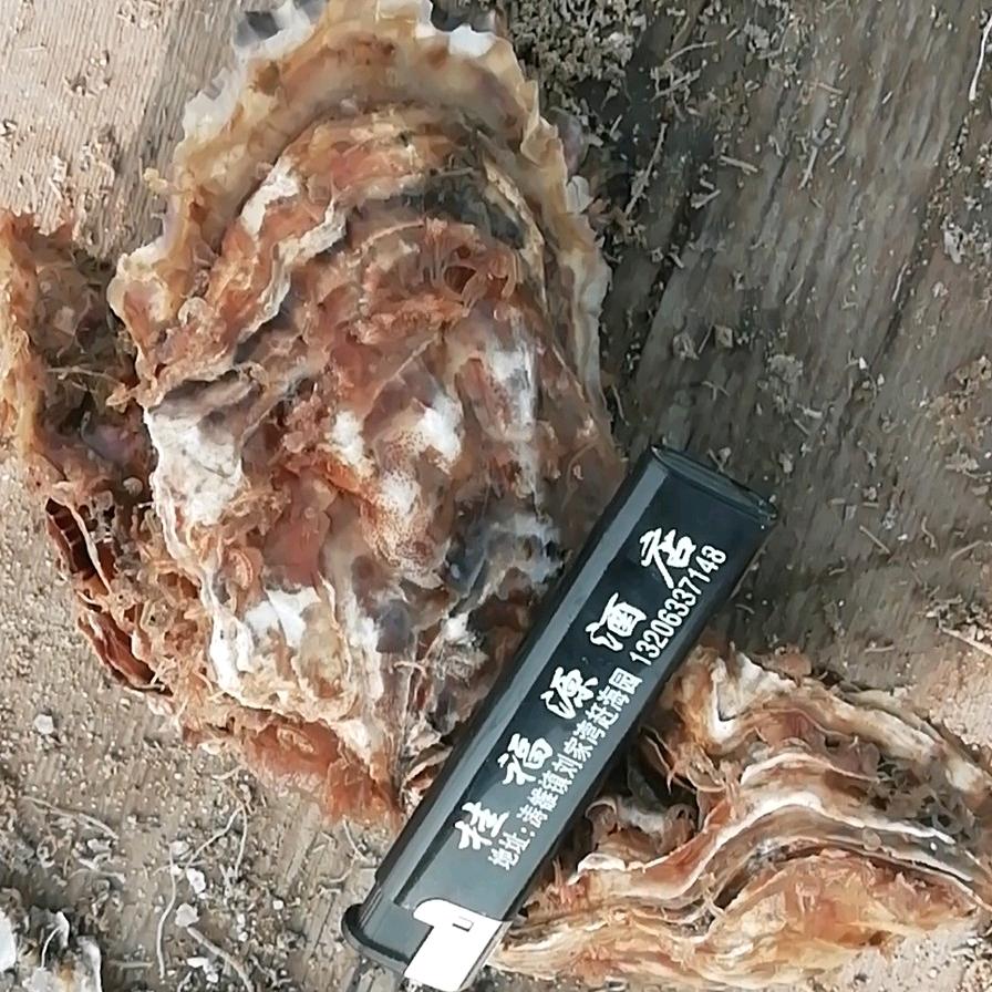 海瑞牡蛎合作社