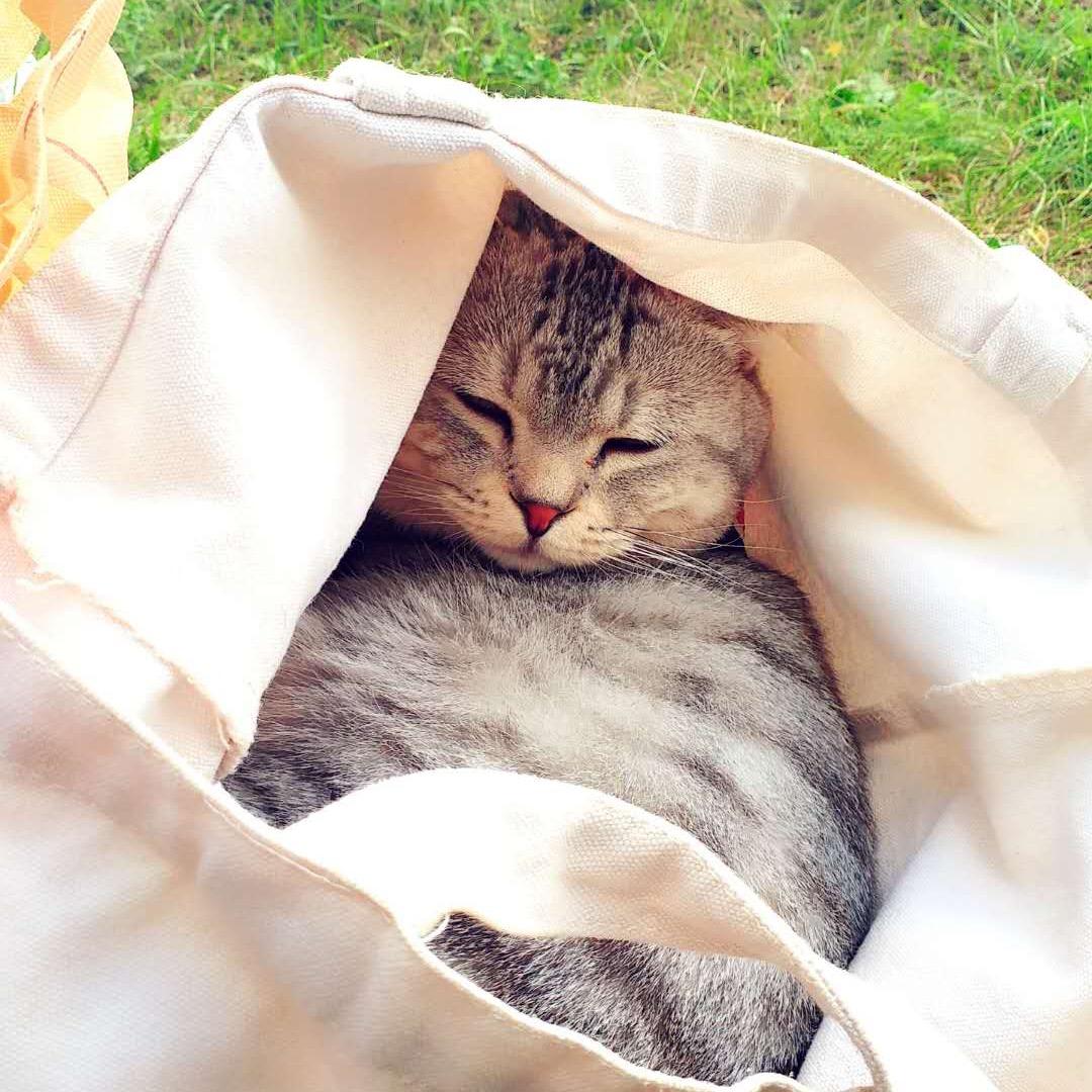 雅克阿迪