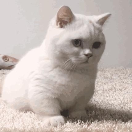 机器猫