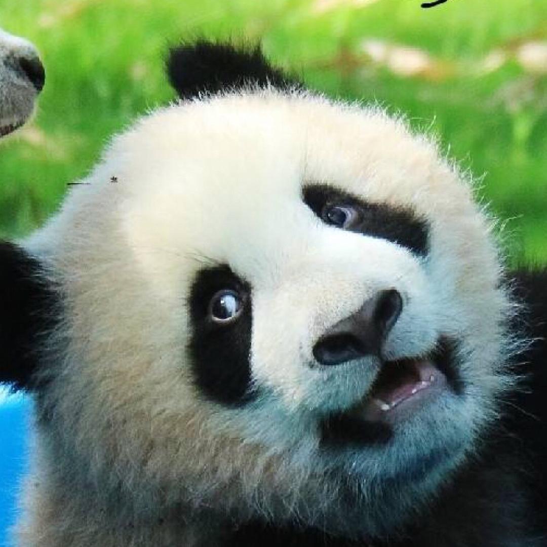 爱上一只团子