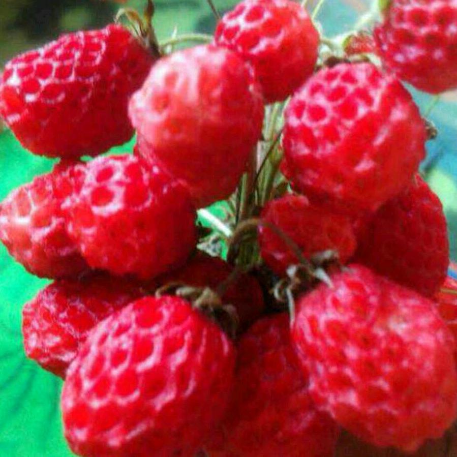 新牧舟农业有限公司/盛源康农业有限公司