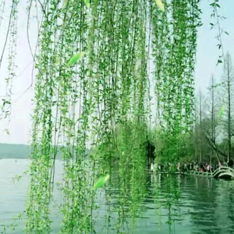 小阿寶